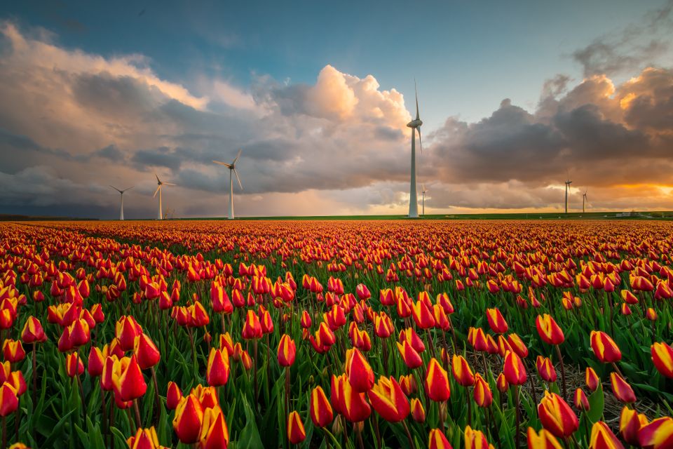 Tulpenvelden Nederland; tulpenroute, bloembollen pluktuin en bezoeken - Reisliefde